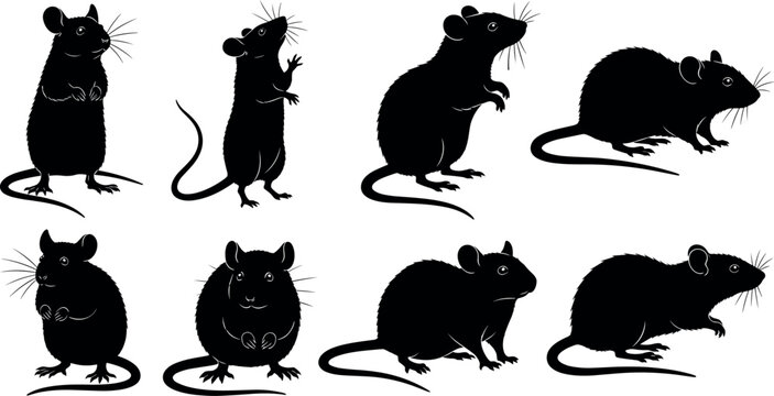 Black silhouette of rats and mice in various poses including standing sitting and crawling isolated on white background vector illustration