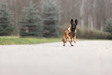 Belgian Malinois Running in Park