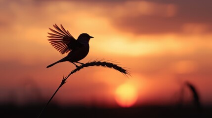 Bird silhouette at sunset