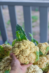 Harvesting cauliflower in the garden. Selective focus.