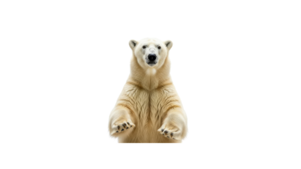 Standing polar bear on Transparent Background