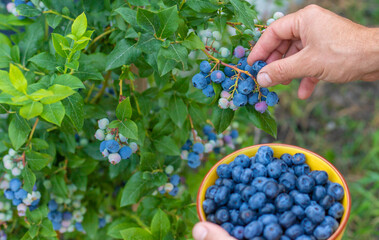 Blueberry harvest in the hands of a farmer. Selective focus.