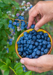 Blueberry harvest in the hands of a farmer. Selective focus.
