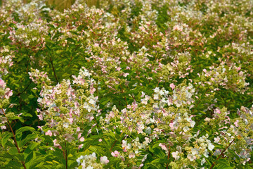 Spring mood.Decorative shrub Hydrangea Paniculata for decorating parks