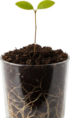 Young green plant growing in glass cup showing soil and roots isolated on white background suitable for botany science growth and biology education.