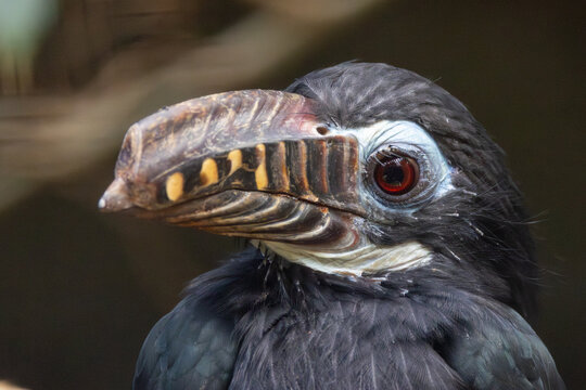 Visayan Hornbill (Penelopides panini) - Endemic to the rainforests of the Philippine islands
