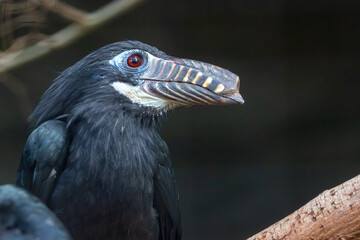 Obraz premium Visayan Hornbill (Penelopides panini) - Endemic to the rainforests of the Philippine islands