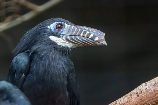 Visayan Hornbill (Penelopides panini) - Endemic to the rainforests of the Philippine islands