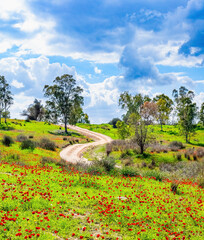 Green carpets of fresh grass