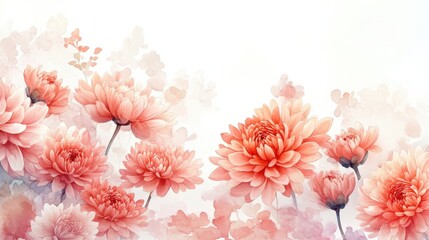 adorable watercolor chrysanthemum flowers, white background