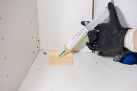 Professional applying cockroach bait gel from a syringe onto a trap in a kitchen cabinet, effectively combating pest infestation for home hygiene and sanitation