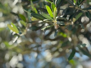Olive tree branches with leaves in sunlight, offering a natural and serene background