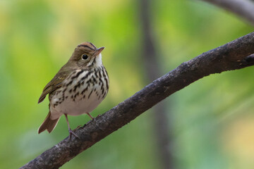 Ovenbird (Seiurus aurocapilla) - Native to the deciduous forests of North and Central America
