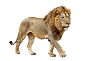 Majestic Lion Walking in Profile