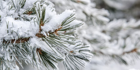 frosted pine branch macro glistening with crystalline ice in tranquil winter dawn ideal for seasonal wallpaper and festive banner background