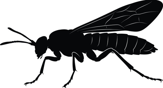 Sawfly Silhouette Vector Illustration on White Background