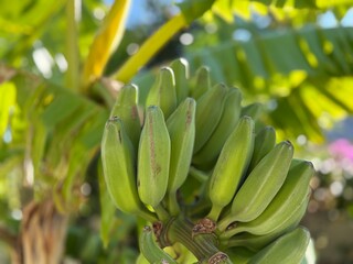 Green bananas hanging on a tree with lush leaves in the background, depicting tropical growth