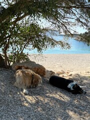 Dogs resting under tree shade on sunny beach, serene scene with pebbles and calm sea background