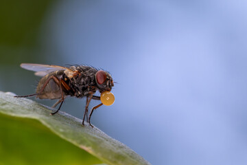 Mosca-da-carne (fam&iacute;lia Sarcophagidae) s&atilde;o insetos cinzentos e listrados, conhecidos por serem ovov&iacute;paros