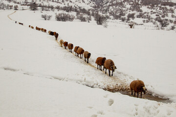 sheep in snow