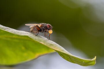 Mosca-da-carne (fam&iacute;lia Sarcophagidae) s&atilde;o insetos cinzentos e listrados, conhecidos por serem ovov&iacute;paros