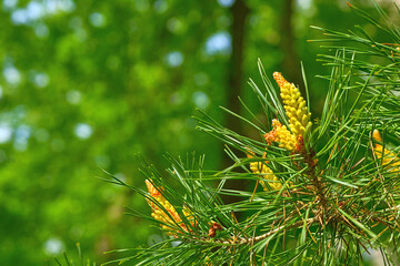 Green blooming spring saturated spruce branches fir with cones,needles