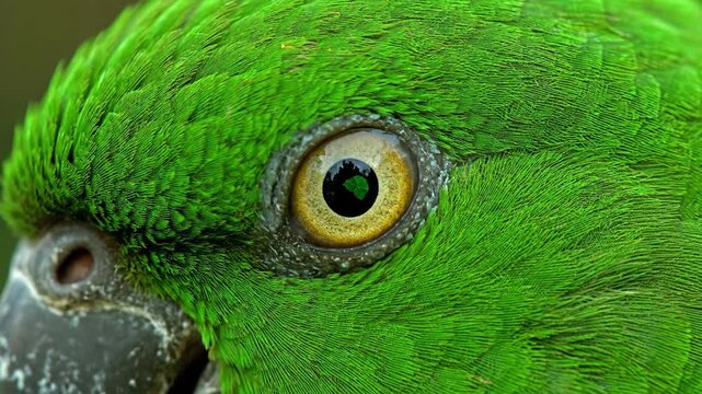 Close up of a vibrant green parrot's eye and feathers, showcasing bird detail and wildlife.