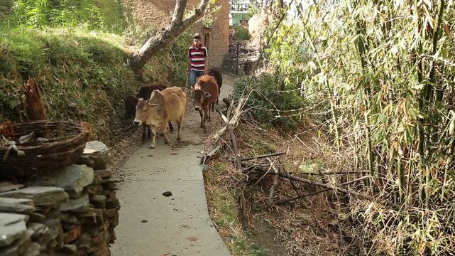 An Indian village man walks with a cow and goat to the jungle for feeding in Uttarakhand. The scene reflects rural poverty, livestock care, and traditional village lifestyle.
