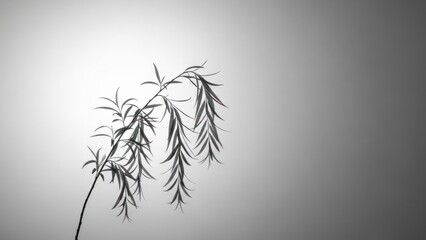 A single willow branch against a grey background.