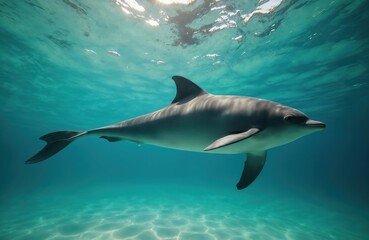 Fototapeta premium Single dolphin swims in clear blue ocean water over sandy seabed. Sunlight filters through water surface creating bright patterns. Animal glides gracefully underwater.