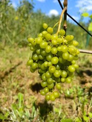 A bunch of grapes growing on a vine, growing eco fruits in the garden.