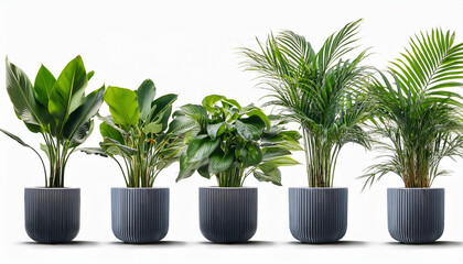 Obraz premium Six Potted Green Plants In Modern Planters Isolated On Transparent Background