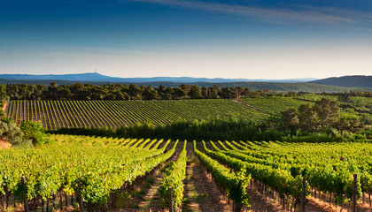 Naklejka premium Vineyards In The Southern French Region Of Languedoc During A Summer Evening