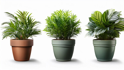 Fototapeta premium Three Potted Green Houseplants Isolated On Transparent Background