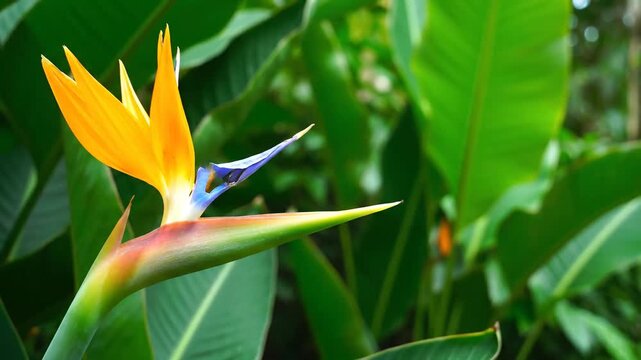 Tropical bird of paradise flower closeup amid green foliage.