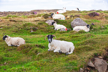 Scottish Blackface sheep resting on green hillside in countryside