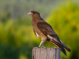 Chimango Caracara Perched on Wooden Post in Lush Habitat
