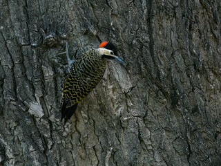 Green-Barred Woodpecker Foraging on Tree Bark