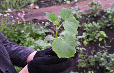 Hands in floral gloves plant a small green cucumber seedling in fertile soil on a sunny day