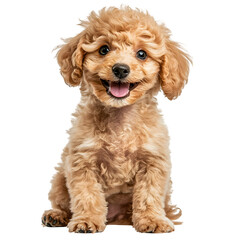 Curly-Haired Dog Sitting with Happy Expression