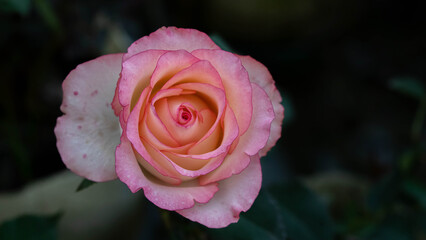 Elegant pink and white rose flower in full bloom with soft dark green background