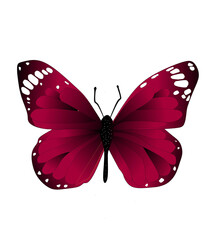 Red butterfly isolated on white © Riki