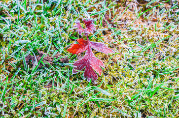 Close-up of a single red leaf covered in frost on green grass during a cold morning