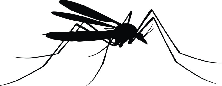 Crane Fly Silhouette Vector Illustration on White Background