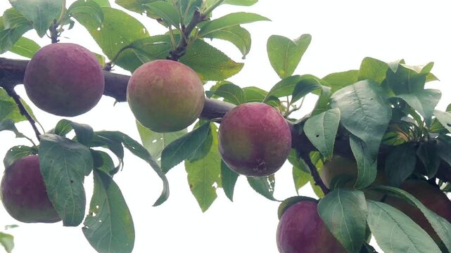 Ripe Red Plums Growing on Tree Branch with Green Leaves