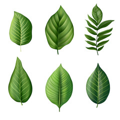 Green Leaf Collection with Diverse Shapes and Veins