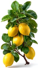 Lemon tree with fruits isolated on white background fresh green leaves bright studio lighting clean commercial stock photo, Realistic Photo