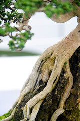 Bonsai tree in details and close up