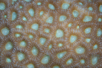 Detail of a reef-building coral colony growing on a healthy reef in Raja Ampat, Indonesia. Corals are under threat by rising sea temperatures, acidification, stronger storms, over-fishing, and polluti