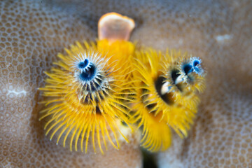 A yellow Christmas tree worm, Spirobranchus giganteus, is found on a shallow Raja Ampat reef. These colorful polychaete worms, which feed on plankton, are common on tropical reefs throughout the world